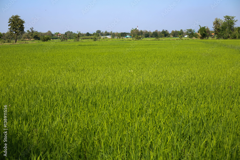 Rice fields Rice fields