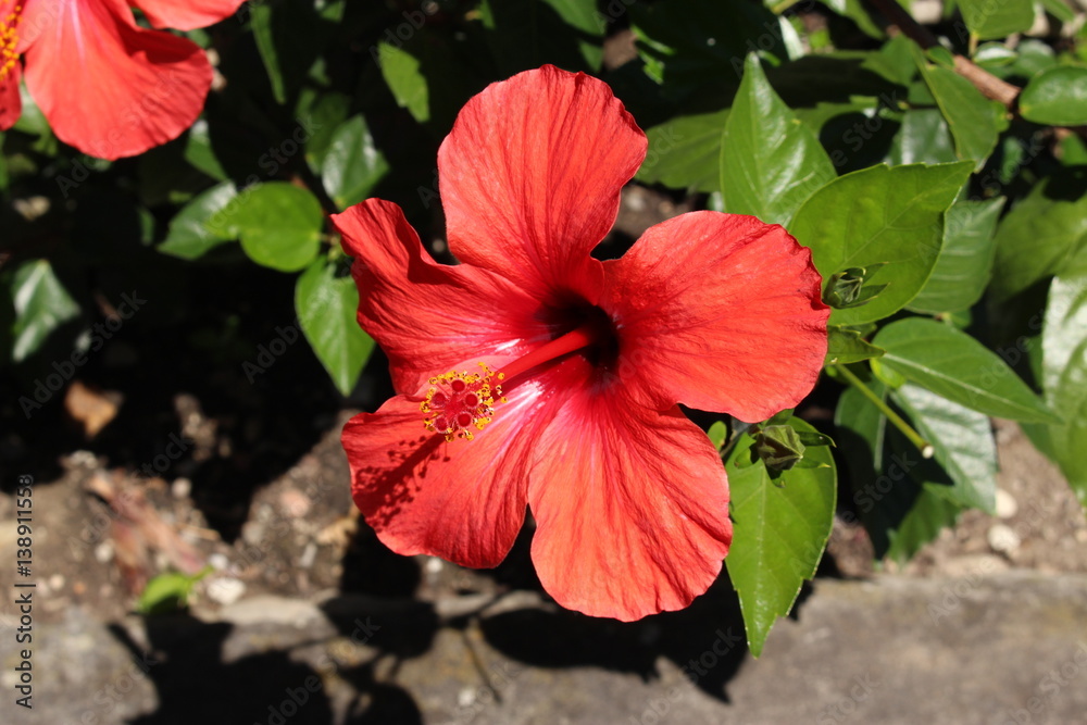 Red "Chinese Hibiscus" flower (or China Rose, Hawaiian Hibiscus,  Shoeblackplant) in St. Gallen, Switzerland. Its Latin name is Hibiscus  Rosa-sinensis, native to tropical Asia. Stock Photo | Adobe Stock