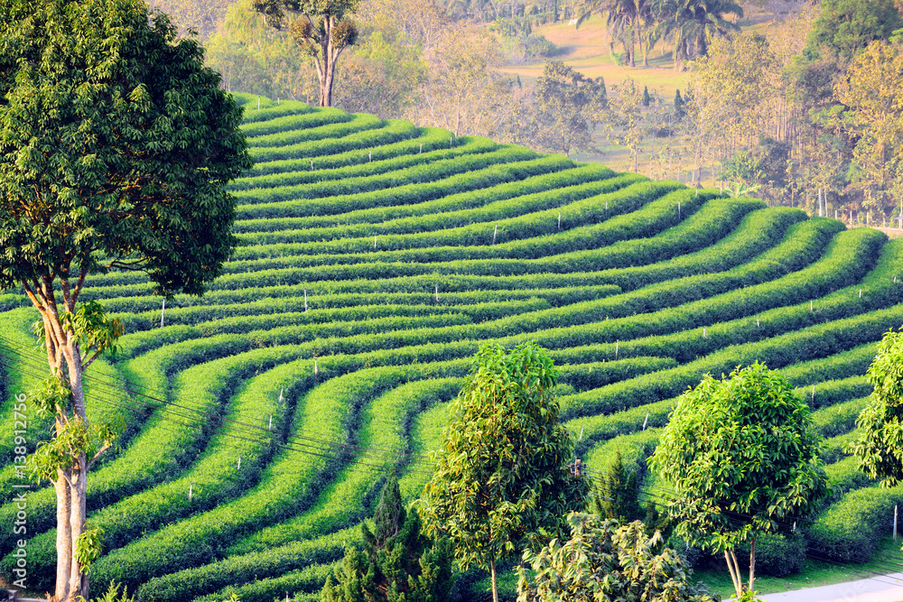 Tea plantation