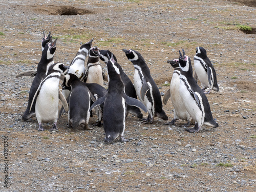 a group of Magellanic Penguin, Spheniscus magellanicus, Isla Magdalena, Patagonia, Chile