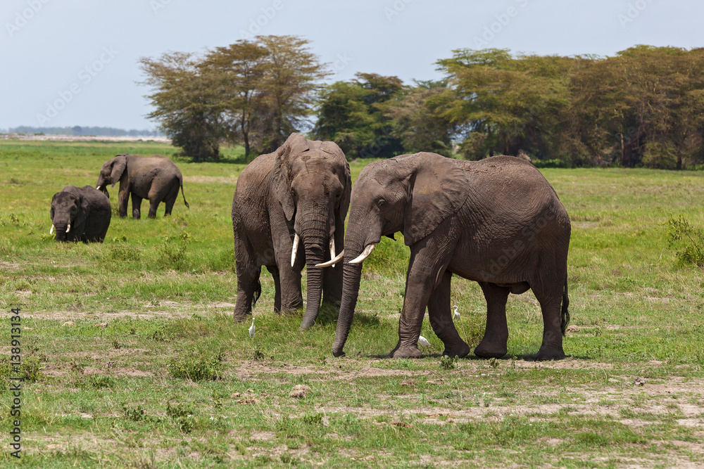 elephants graze on a pasture in Amboseli National Park