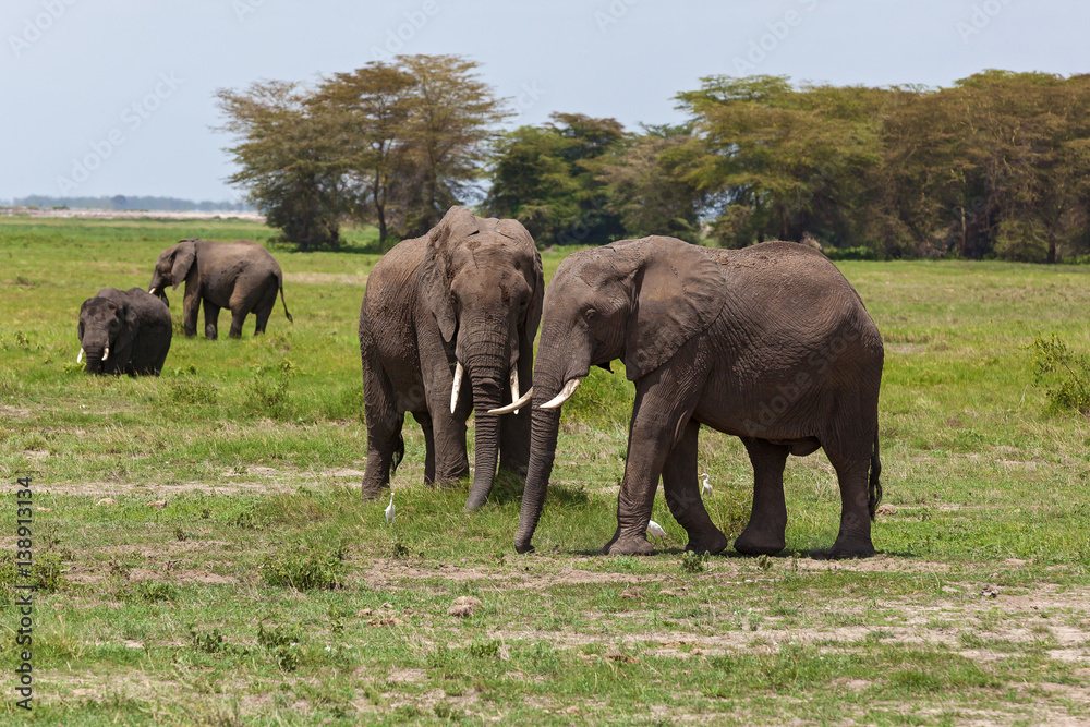 elephants graze on a pasture in Amboseli National Park elephants graze on a pasture in Amboseli National Park