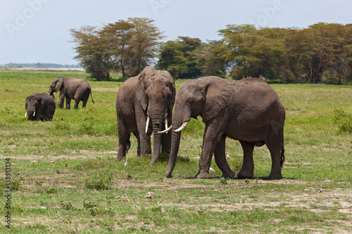 elephants graze on a pasture in Amboseli National Park