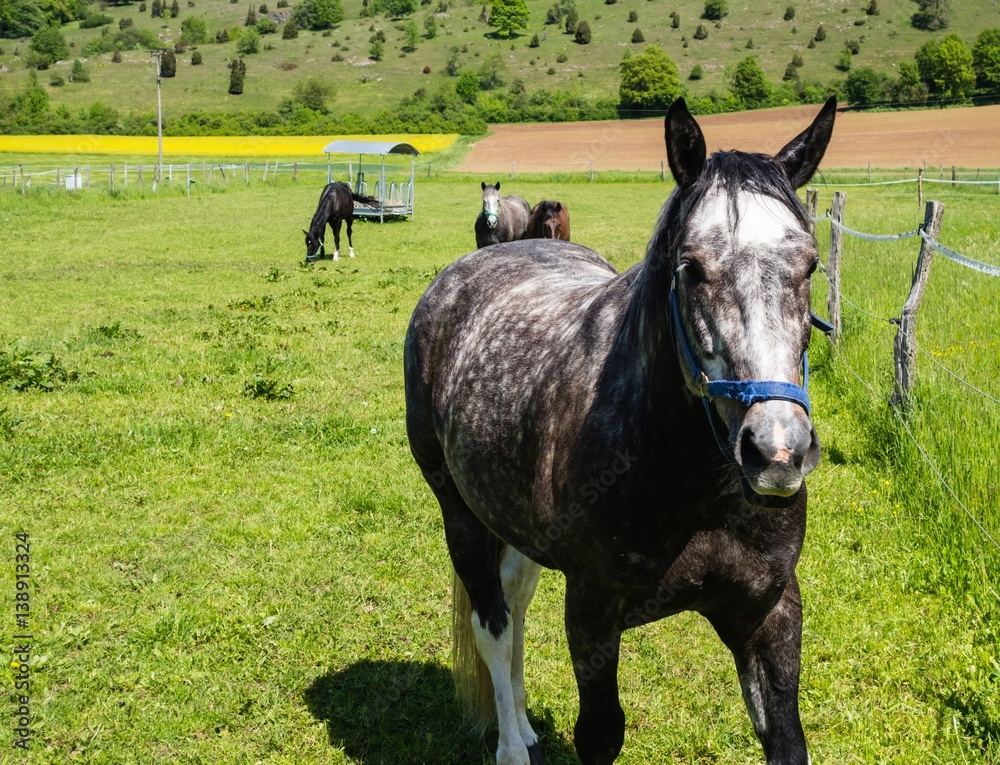 Junger Hengst StockFoto Adobe Stock