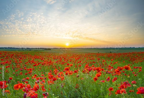 sunset over poppy meadow