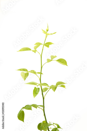 Young shoot with unopened rose bud isolated on white background