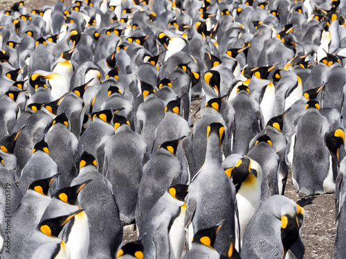 King penguin breeding colony, Aptenodytes patagonica, Volunteer Point, Falklands / Malvinas