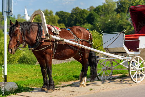 Horse in harness with a cart summer sunny day