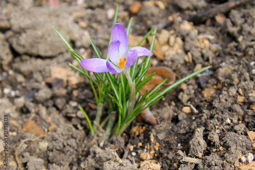 purple crocus