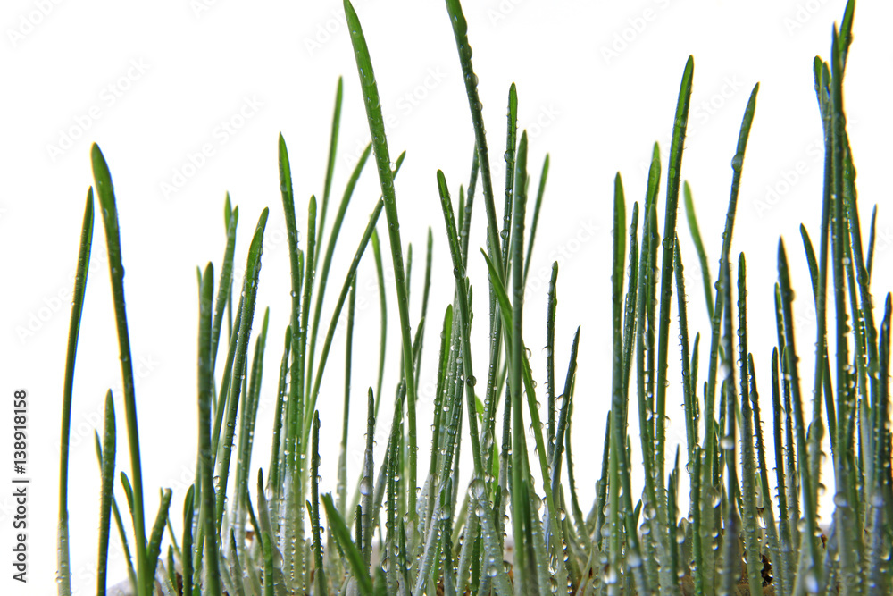 Fototapeta premium Hintergrund Gras freigestellt (Katzengras)