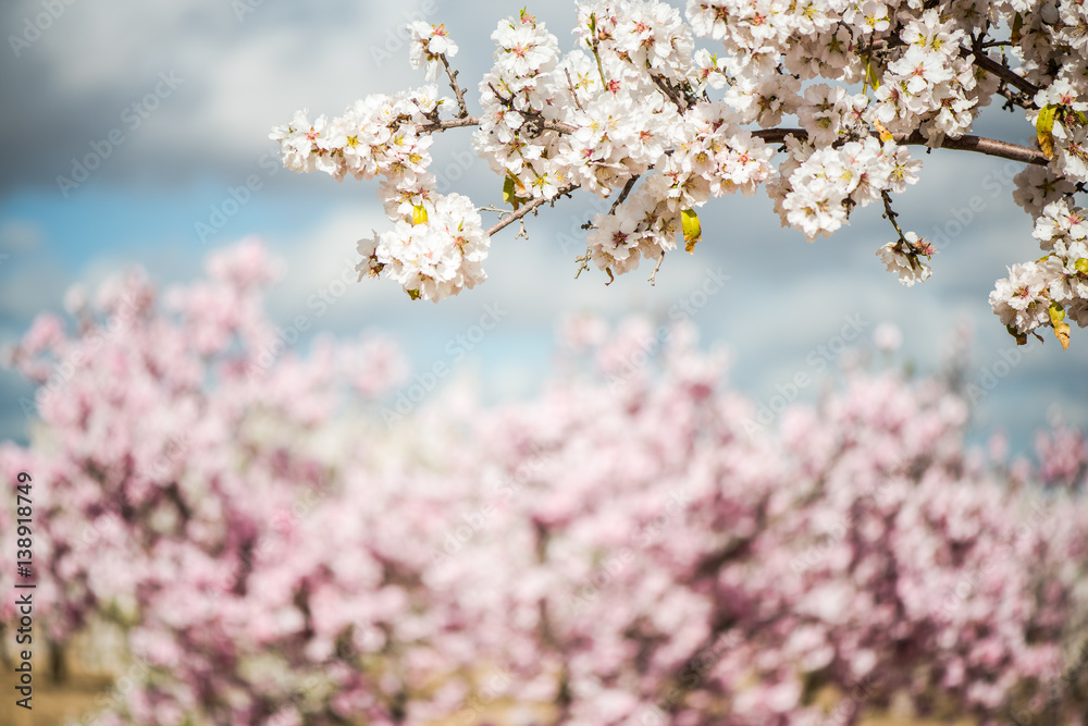 Spring blooming orchand with blurred background Spring blooming orchand with blurred background