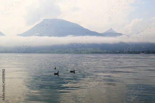 Travel to Sankt-Wolfgang, Austria. The ducks on the lake Wolfgangsee near to mountains in the cloudy weather.