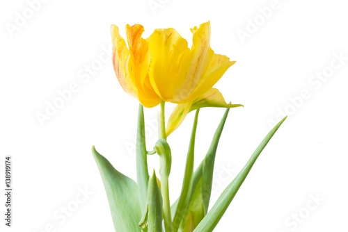 Fototapeta Naklejka Na Ścianę i Meble -  Gelbe Tulpe vor weißem Hintergrund
