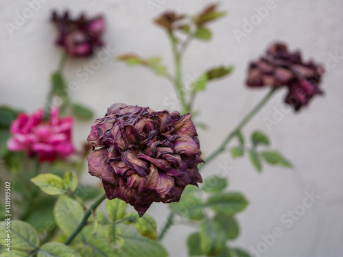 dried pr dead rose and green plant
