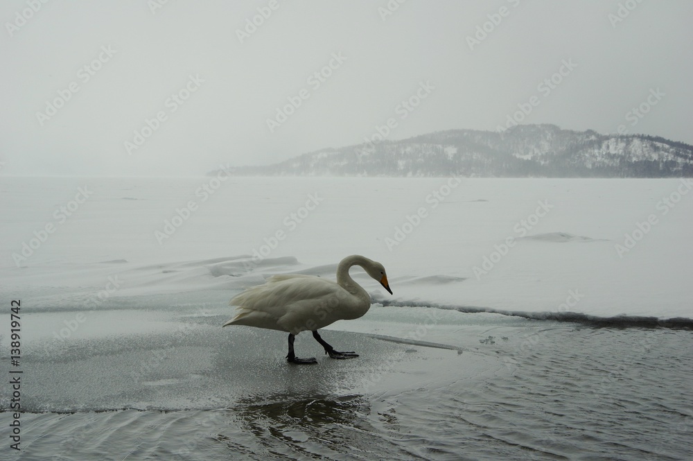 Naklejka premium landscape with lake and whooper swan, Lake Kussharo 屈斜路湖の氷を歩くオオハクチョウ
