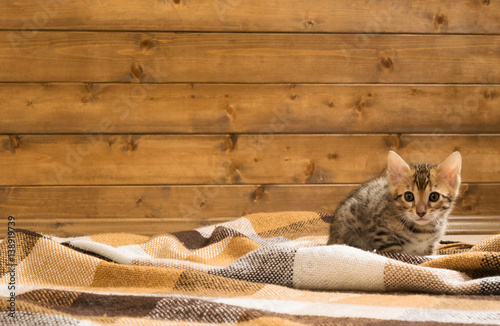 Fototapeta Naklejka Na Ścianę i Meble -  Auburn spotted kitten sitting on the floor in a blanket