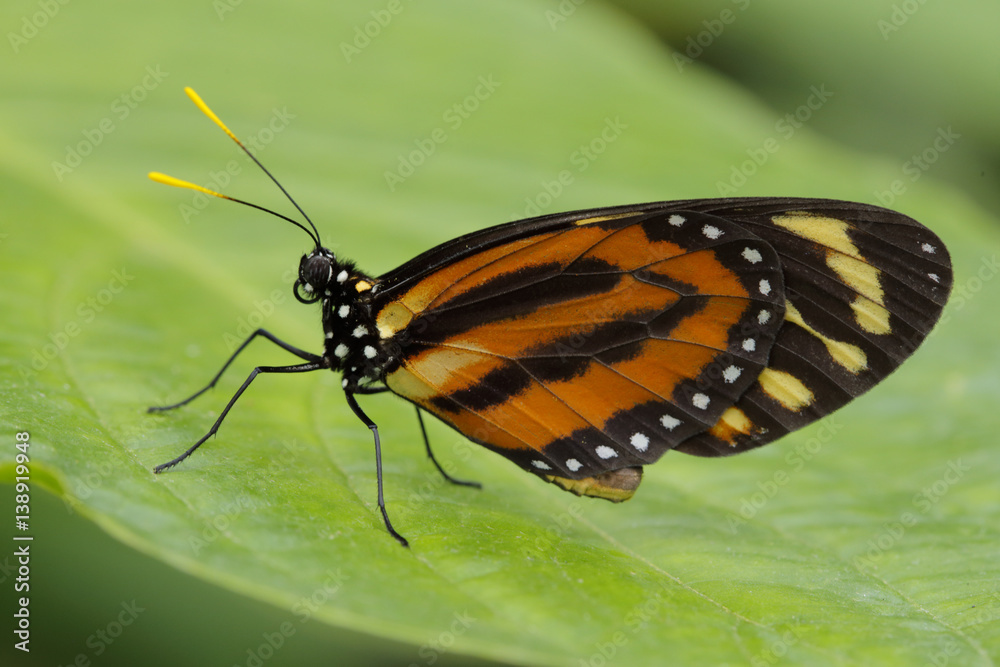 Fototapeta premium butterfly on a leaf