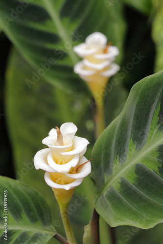 calathea warscewiczii