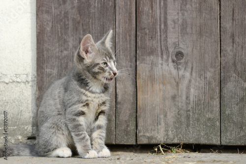 kitten sitting in front of shed