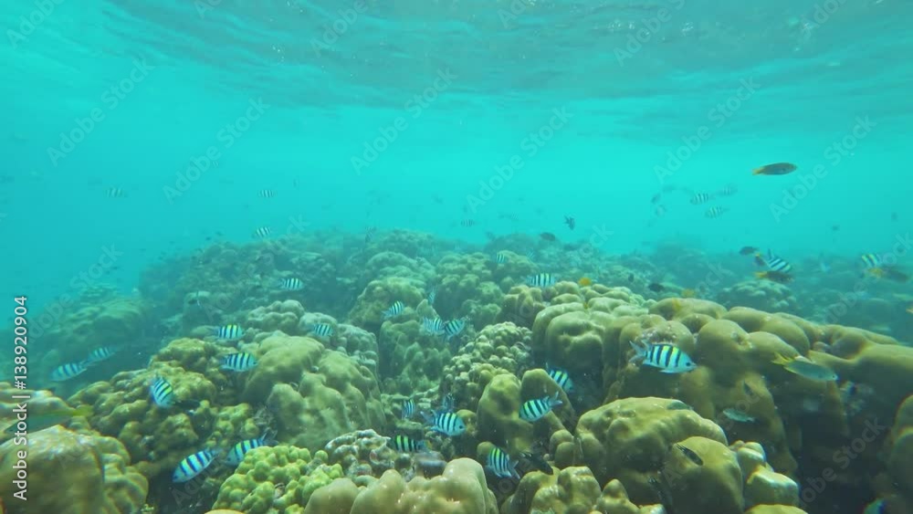 Corals and lot of fish in the Andaman Sea, Thailand, 4k
Corals and lot of fish in the Andaman Sea, Thailand, 4k