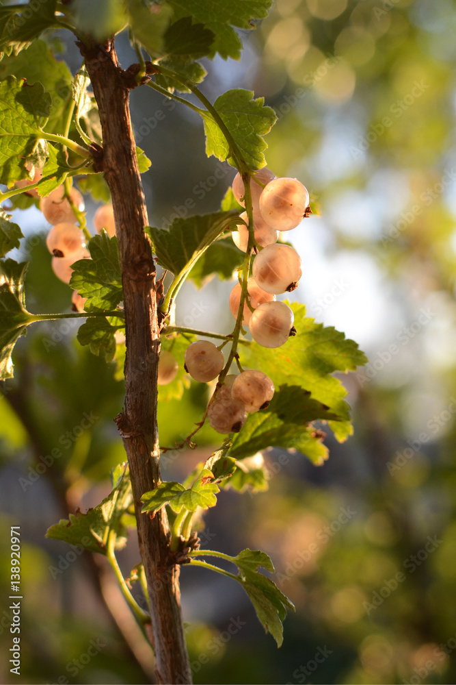 Obraz premium White (yellow) currant