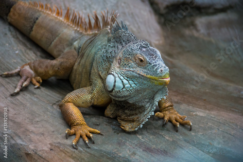 adult big iguana