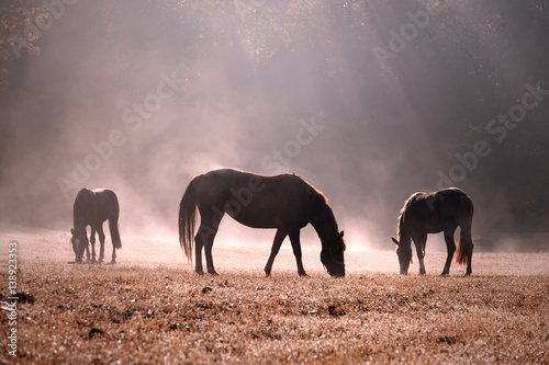 Fototapeta Naklejka Na Ścianę i Meble -  Beautiful morning sunlight in foggy countryside meadow with domestic brown horses.