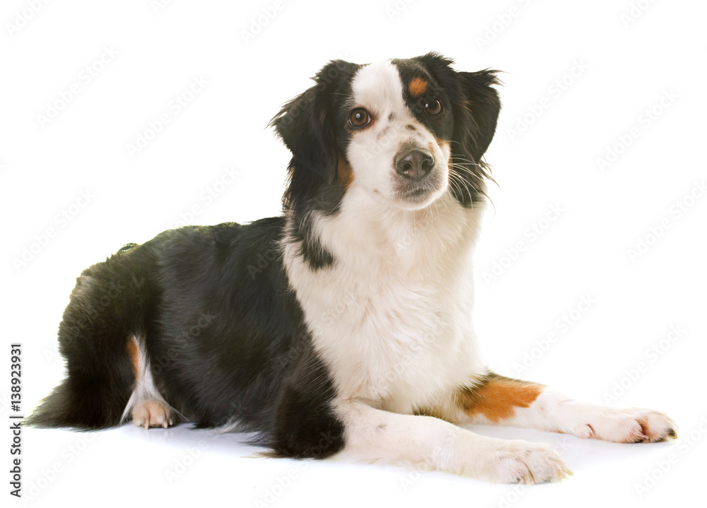 miniature american shepherd miniature american shepherd