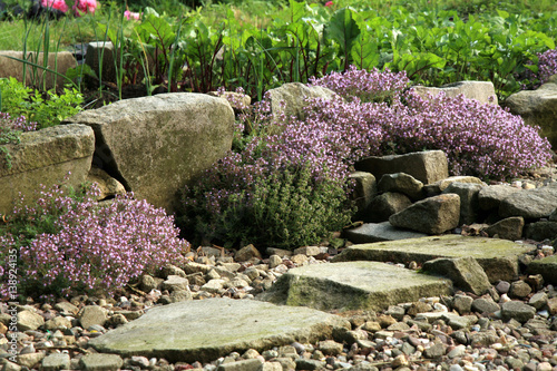 Fotografija Breckland thyme, wild thyme on the stone wall