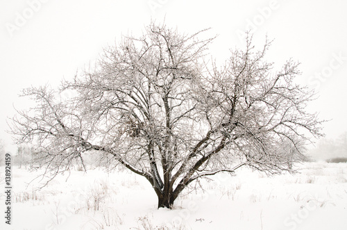 winter landscape