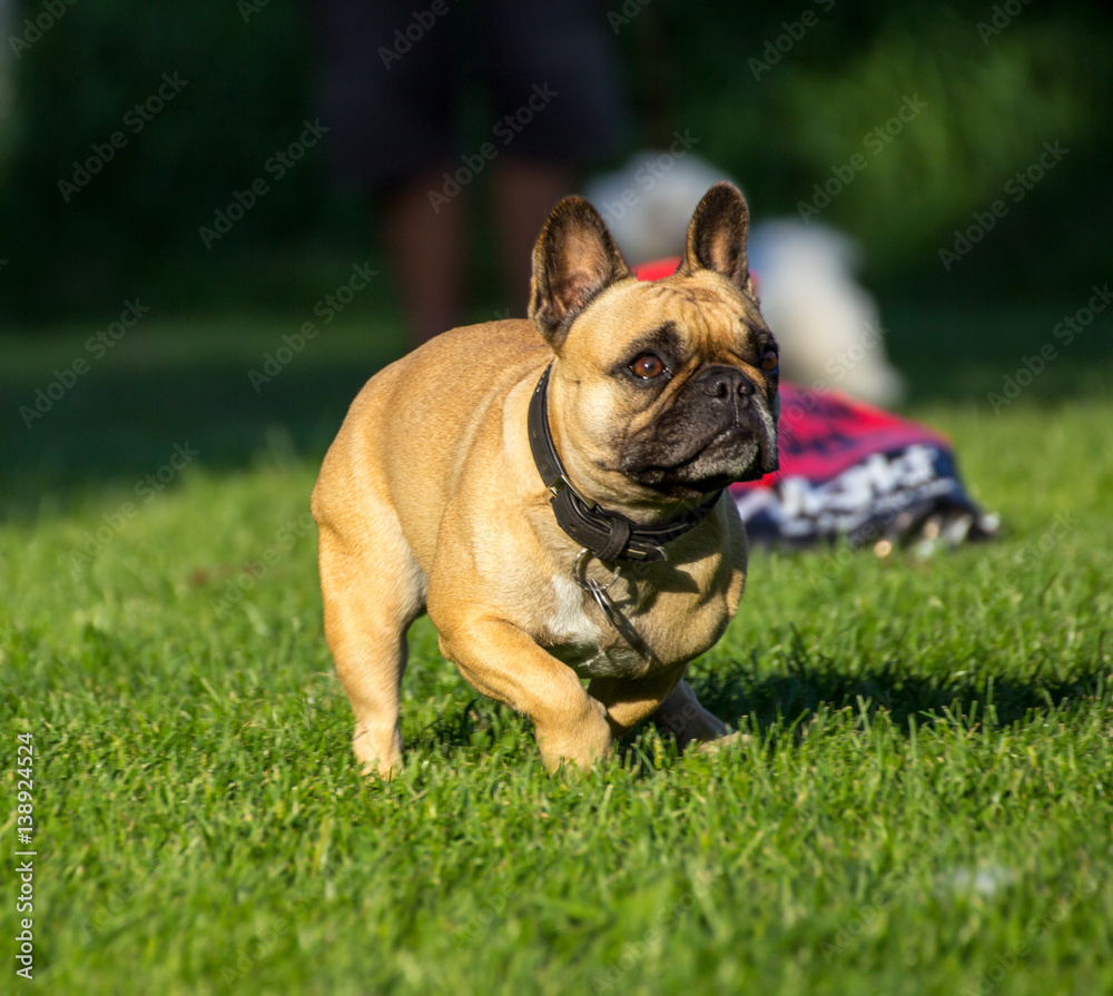 Mops auf der Wiese