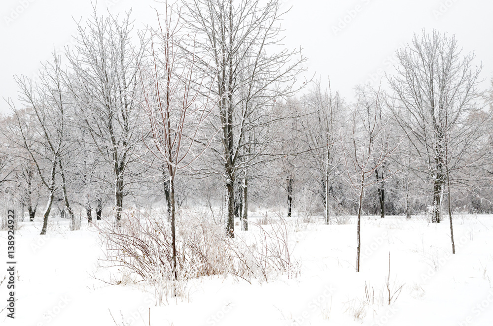 Fototapeta premium winter landscape