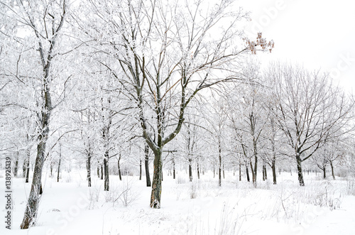 winter landscape © Roman Gorielov