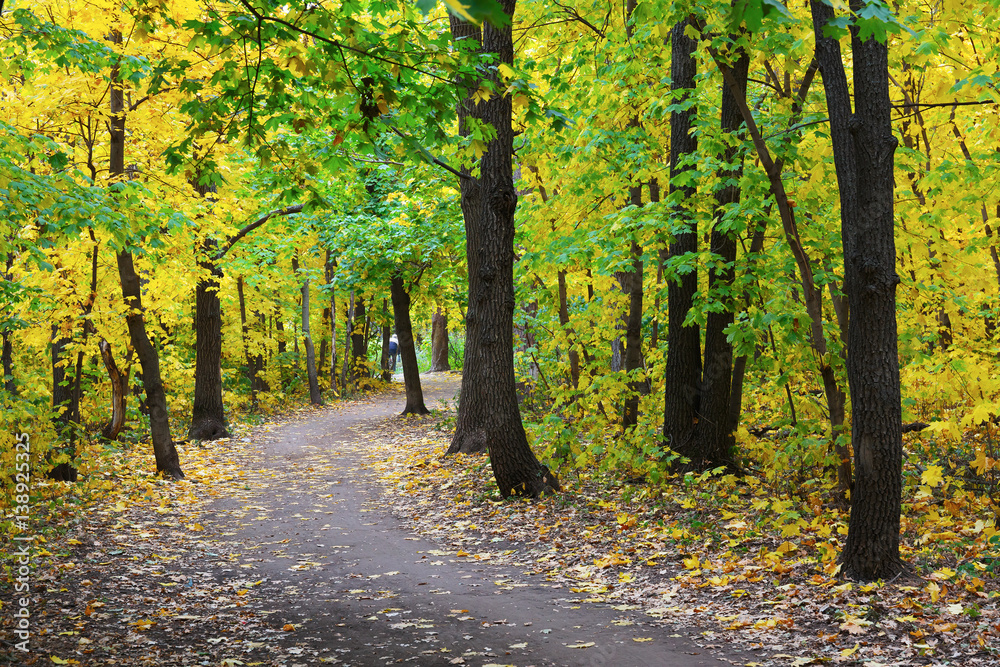 Obraz premium Pathway in the autumn forest