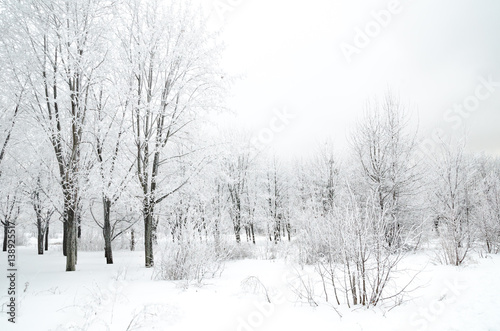 winter landscape © Roman Gorielov