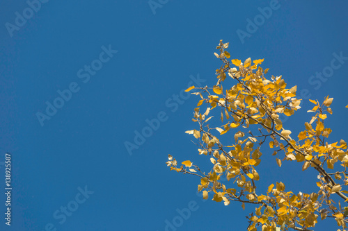 Branch of an autumn tree with blue sky in the background