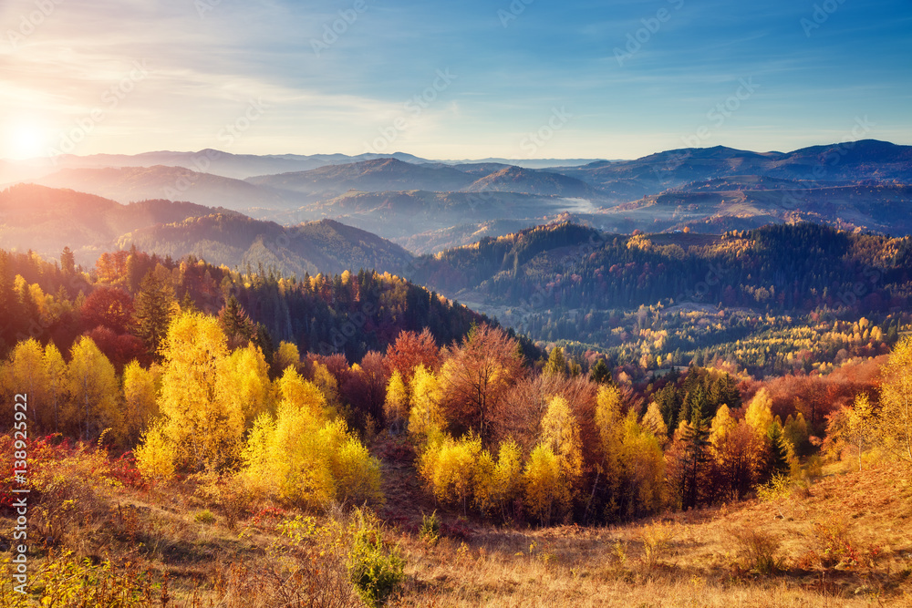 Majestic colorful forest