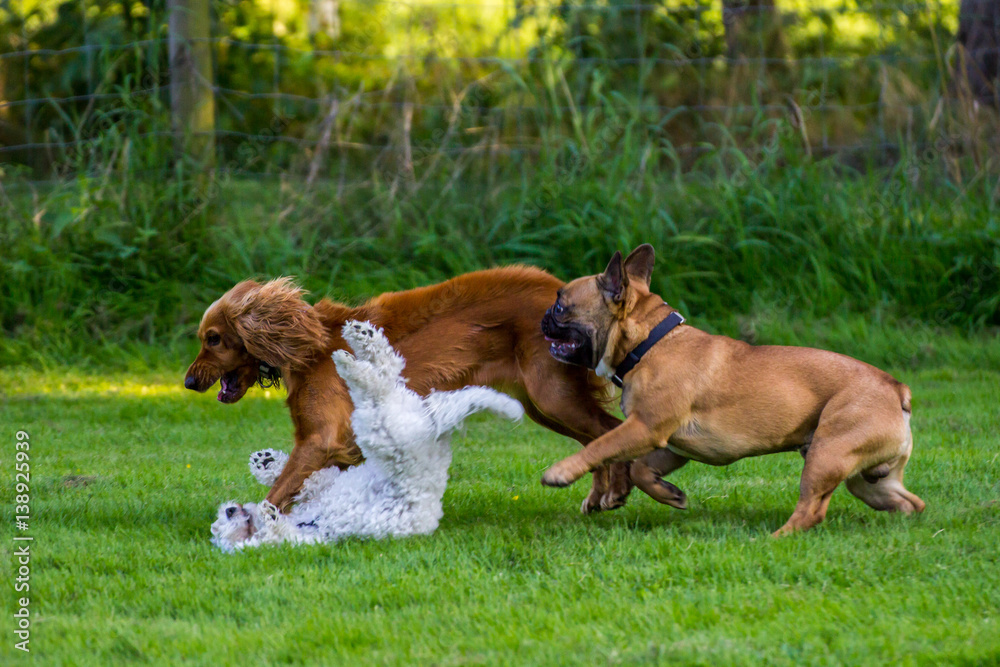 Cocker Spaniel, White Terrier und Mops spielen auf der Wiese
