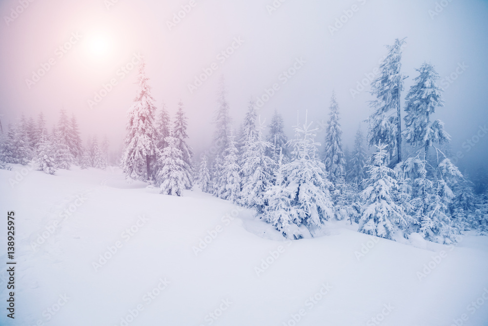Fototapeta premium Fantastic wintry landscape