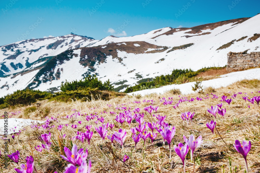 Obraz premium beautiful spring flowers
