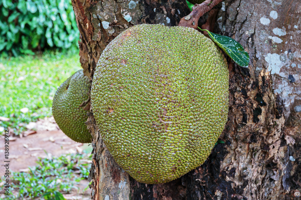 Jackfruit on the tree Jackfruit on the tree