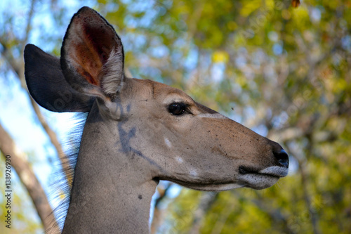 Female Kudu