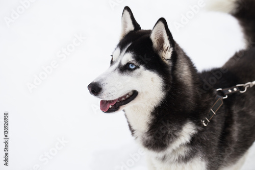Fototapeta Naklejka Na Ścianę i Meble -  Beautiful Siberian Husky dog in winter forest