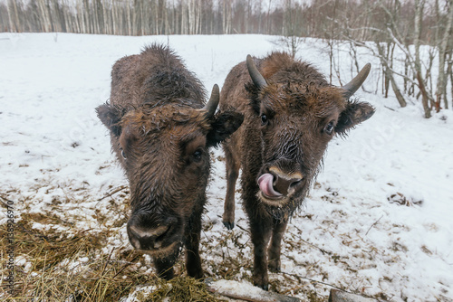 Two Small European Bisons in National Park photo