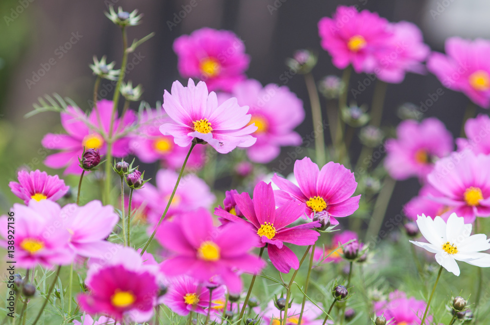 Fresh Pink cosmos flowers field in Thailand. Fresh Pink cosmos flowers field in Thailand.