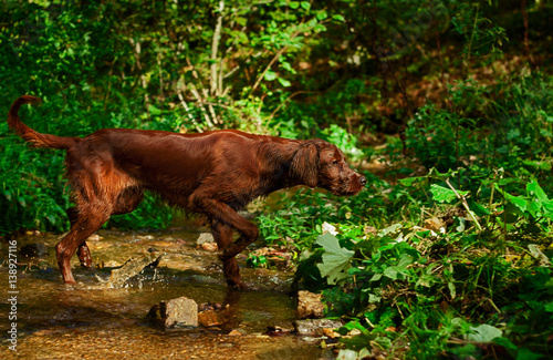 Irish Setter pointing