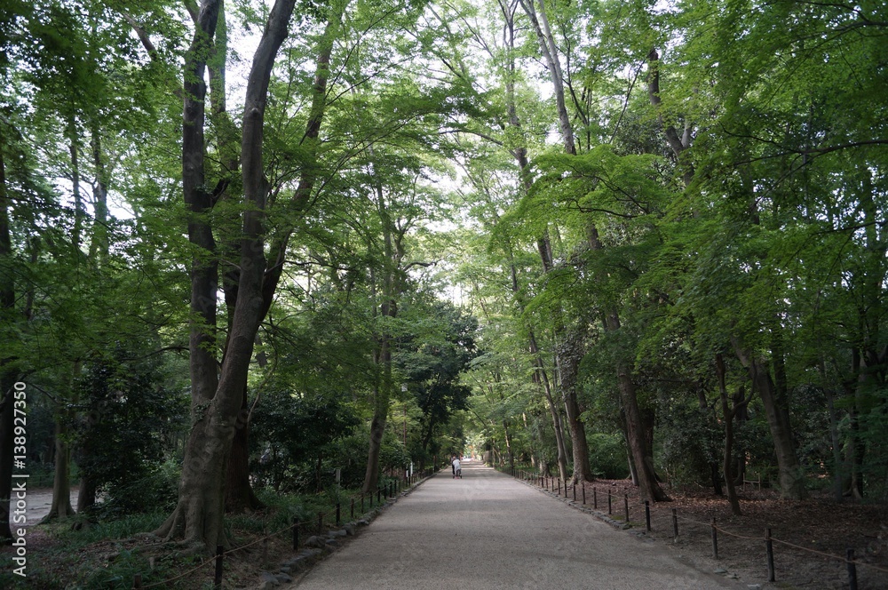 下鴨神社 糺の森