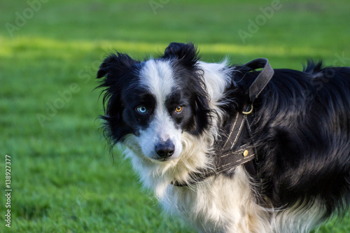 Border Collie schaut mit rechtem blauem und linken braunen Auge © bobdapaloma