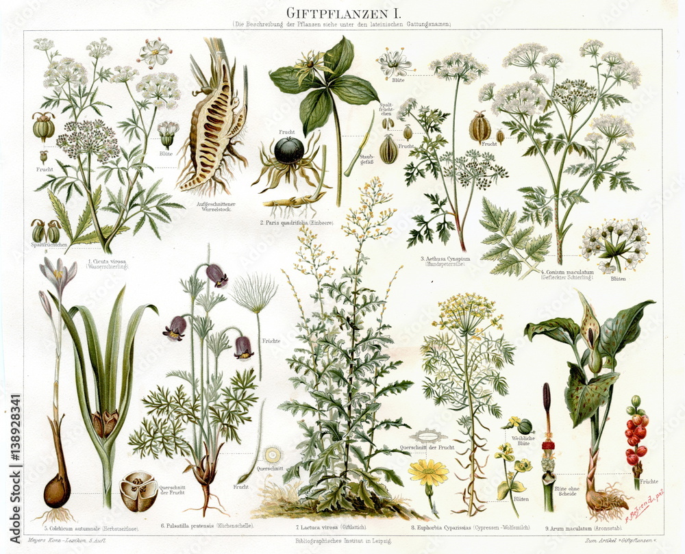Poisonous plants I (from Meyers Lexikon, 1895, 7/568/569)
