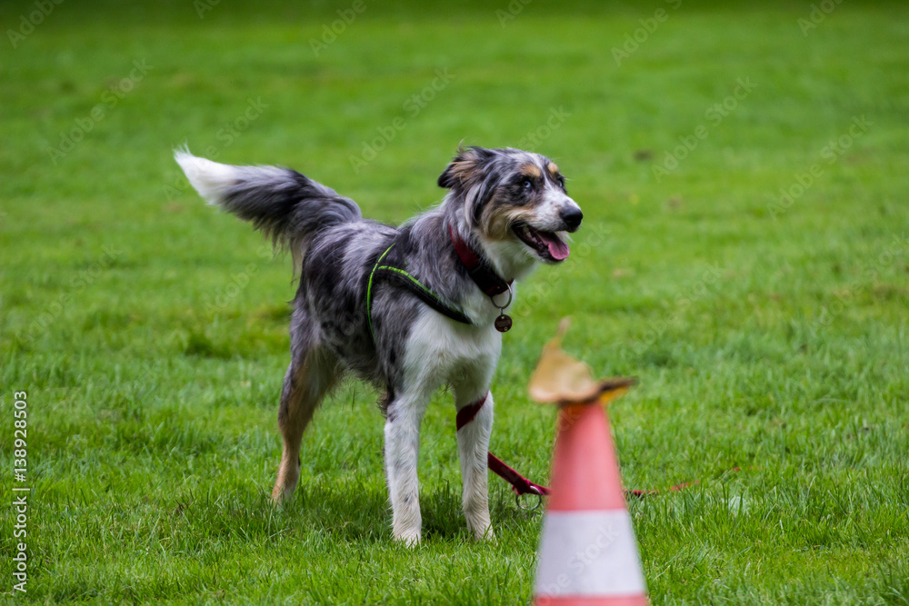 Australian Shepherd wartet auf das Training Australian Shepherd wartet auf das Training